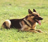 Adestramento de cães em Olinda